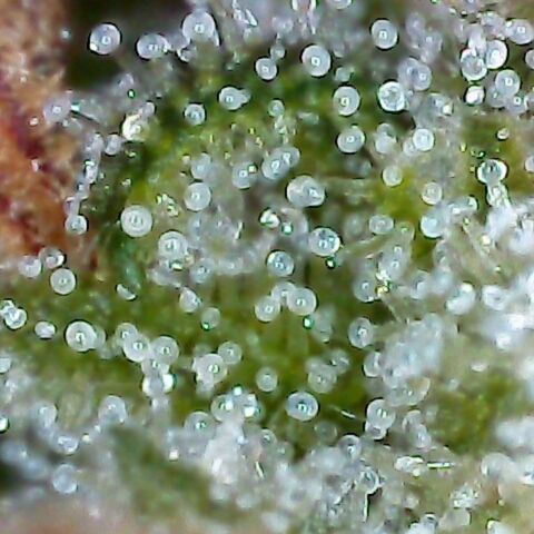 G14 #1 growlog timeline photo