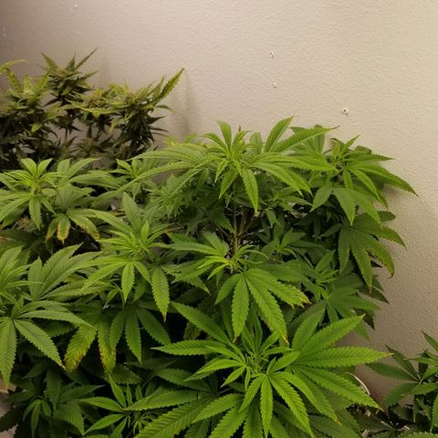 American Pie #2 growlog timeline photo