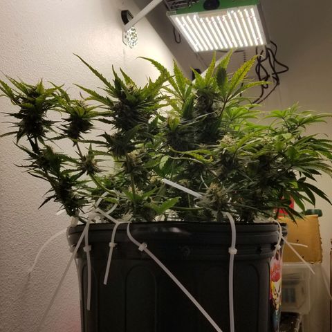 G14 #1 growlog timeline photo