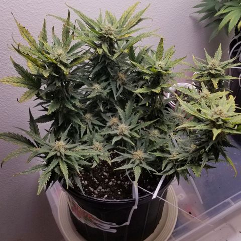 G14 #1 growlog timeline photo