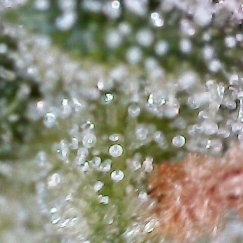 G14 #1 growlog timeline photo