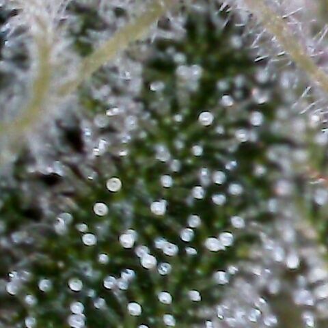G14 #1 growlog timeline photo