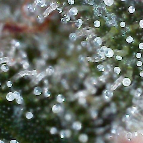 G14 #1 growlog timeline photo