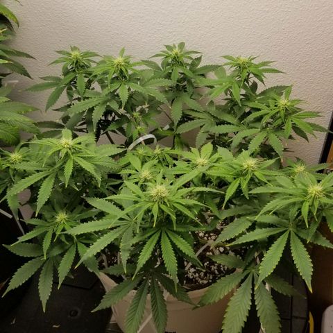 Jack Herer #1 growlog timeline photo