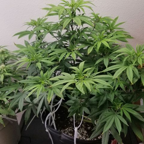 American Pie #2 growlog timeline photo
