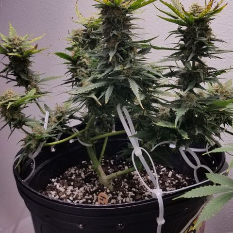 G14 #1 growlog timeline photo