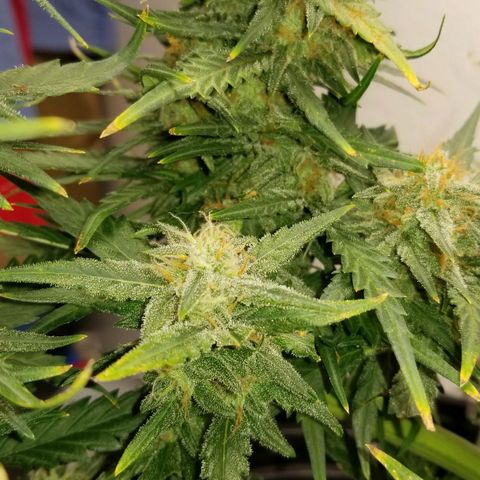 G14 #1 growlog timeline photo