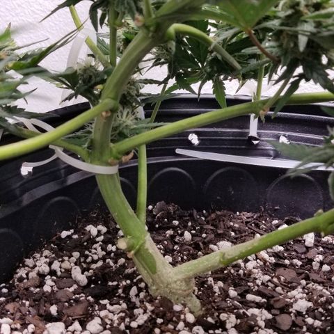 G14 #1 growlog timeline photo