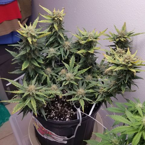 G14 #1 growlog timeline photo
