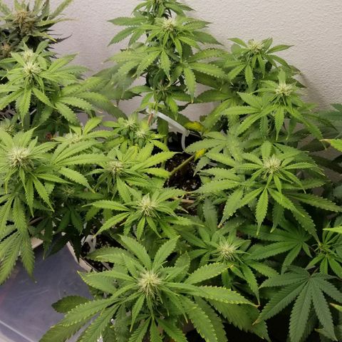 Jack Herer #1 growlog timeline photo