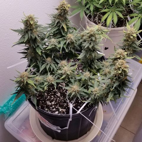 G14 #1 growlog timeline photo