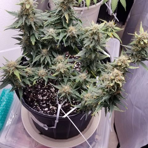G14 #1 growlog timeline photo