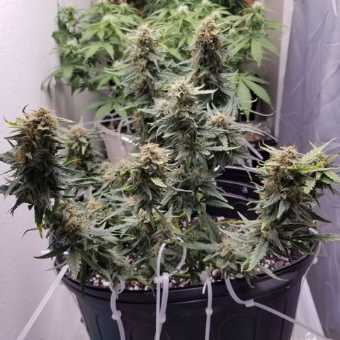 G14 #1 growlog timeline photo