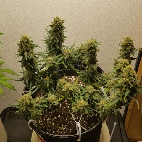 G14 #1 growlog timeline photo