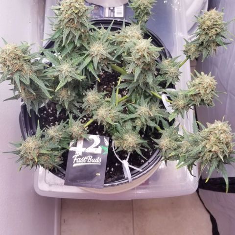 G14 #1 growlog timeline photo