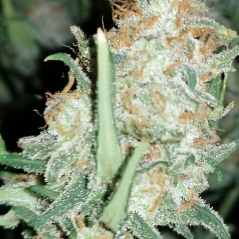 G14 #1 growlog photo: Sneak pic during drying day 3.