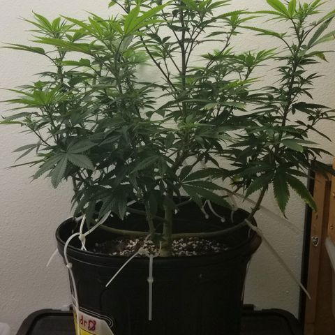 American Pie #2 growlog timeline photo