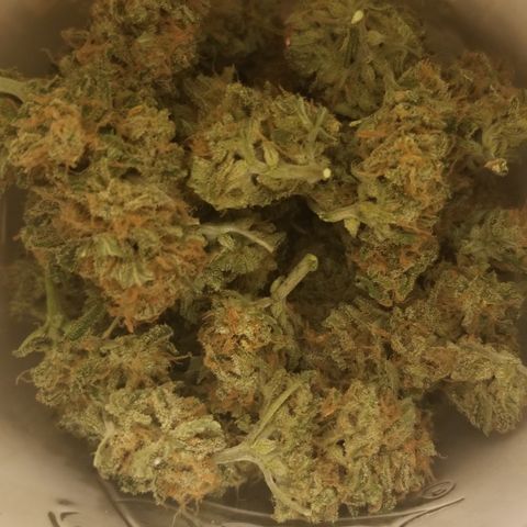 G14 #1 growlog photo: Trimmed and into curing jars.