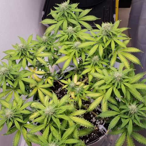 Jack Herer #1 growlog timeline photo
