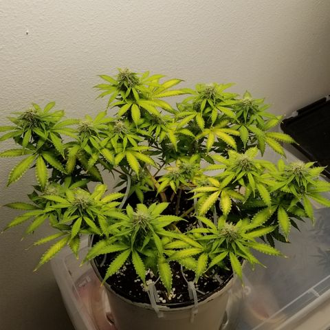 Jack Herer #1 growlog timeline photo