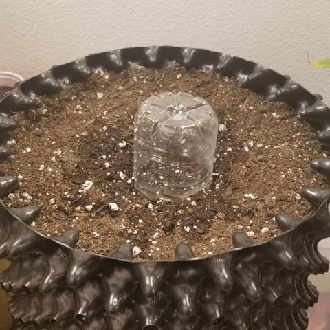 White Widow growlog timeline photo