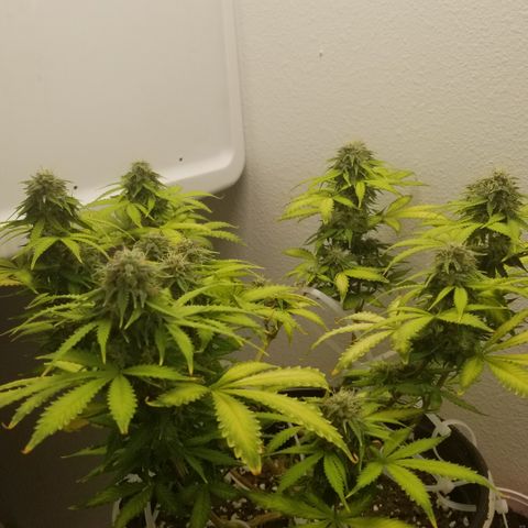 Jack Herer #1 growlog timeline photo