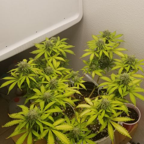 Jack Herer #1 growlog timeline photo