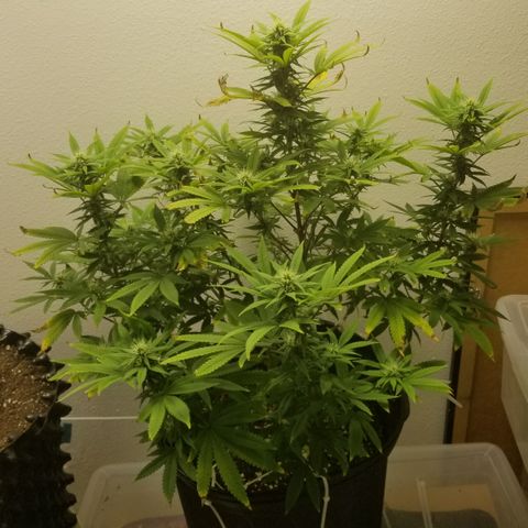 American Pie #2 growlog timeline photo