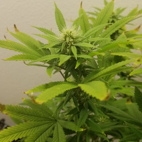 American Pie #2 growlog timeline photo