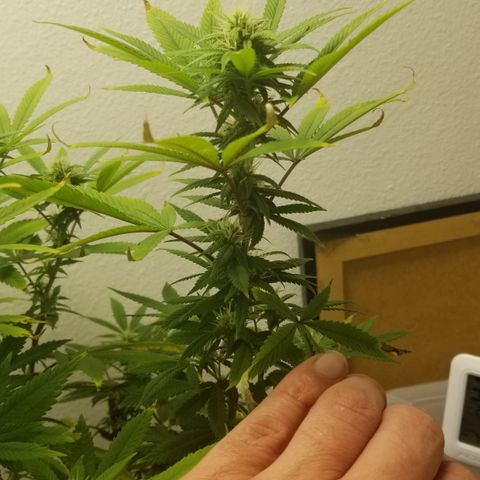American Pie #2 growlog timeline photo