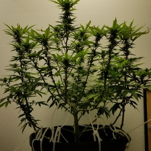 American Pie #2 growlog timeline photo