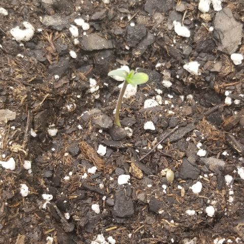 White Widow growlog timeline photo