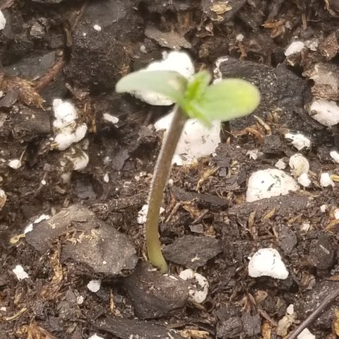 White Widow growlog timeline photo