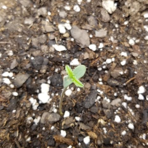White Widow growlog timeline photo