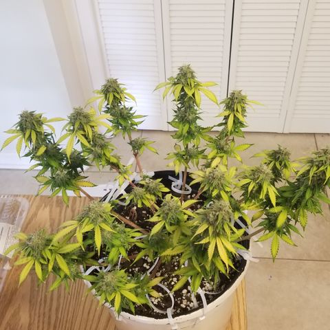 Jack Herer #1 growlog timeline photo