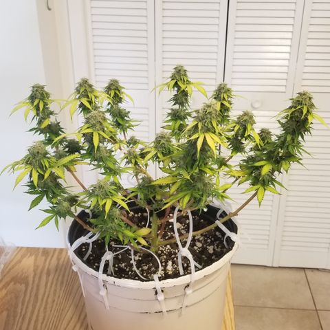 Jack Herer #1 growlog timeline photo