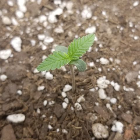 White Widow growlog timeline photo