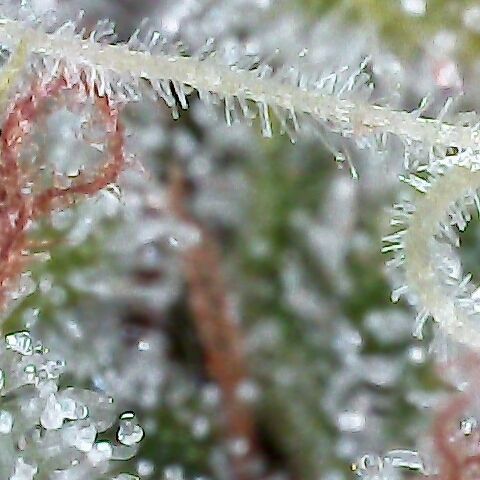 Jack Herer #1 growlog timeline photo