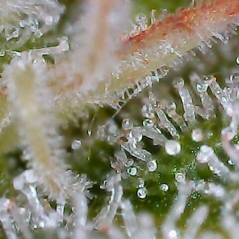 Jack Herer #1 growlog timeline photo