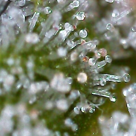 Jack Herer #1 growlog timeline photo