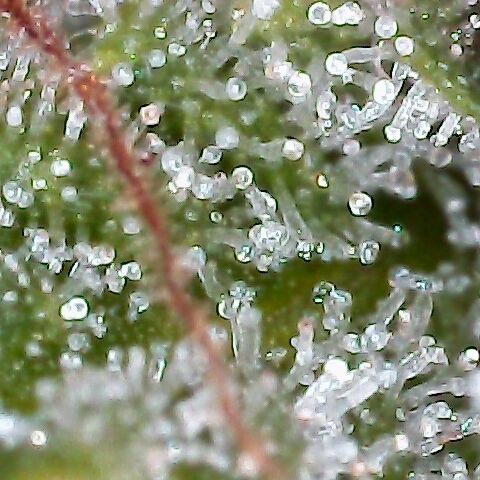 Jack Herer #1 growlog timeline photo