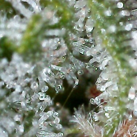 Jack Herer #1 growlog timeline photo