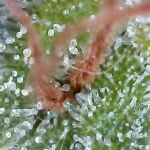 Jack Herer #1 growlog timeline photo