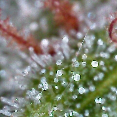 Jack Herer #1 growlog timeline photo
