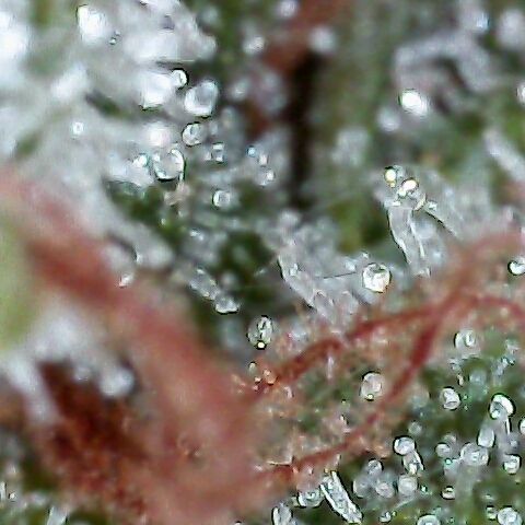 Jack Herer #1 growlog timeline photo