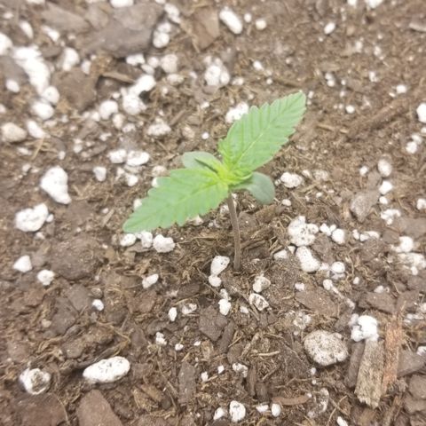 White Widow growlog timeline photo
