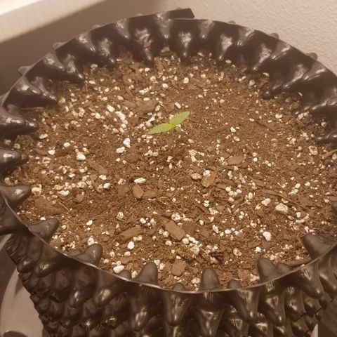 White Widow growlog timeline photo