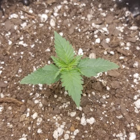 White Widow growlog timeline photo