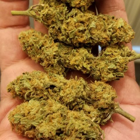 G14 #1 growlog photo: Finished meds after 30 days curing.