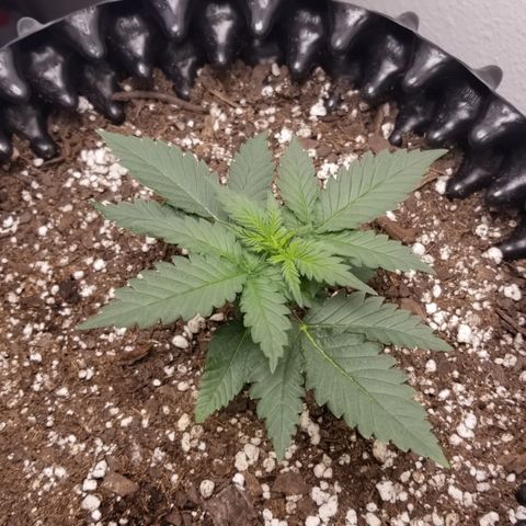 White Widow growlog timeline photo